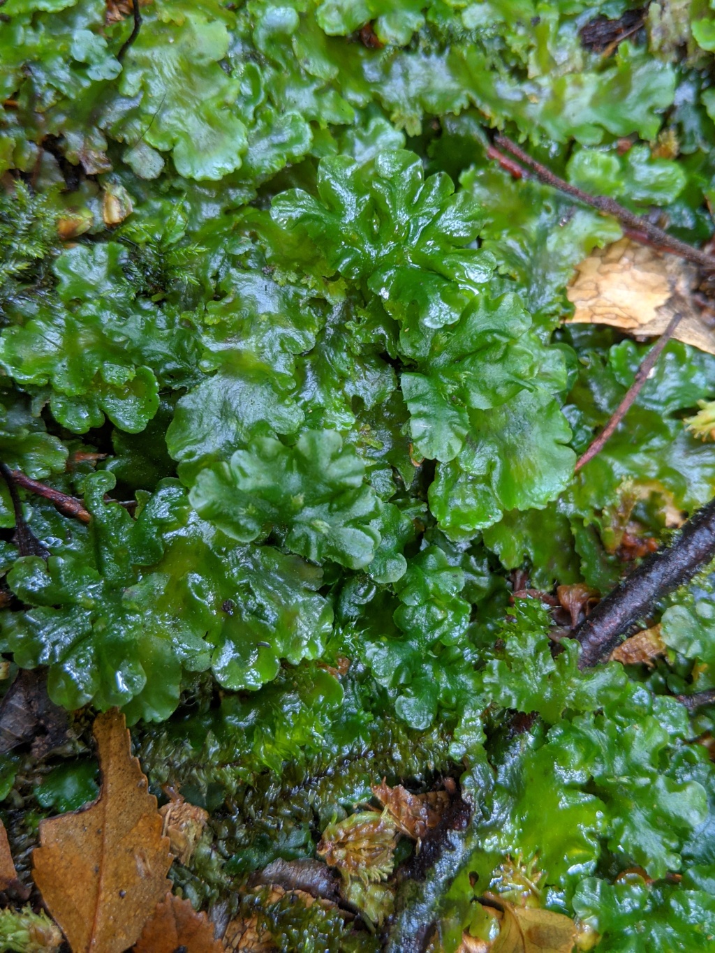 Lobatiriccardia (hero image)