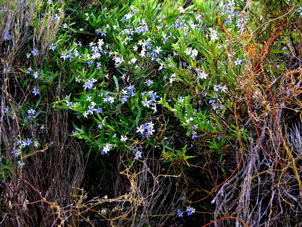 Billardiera cymosa (hero image)