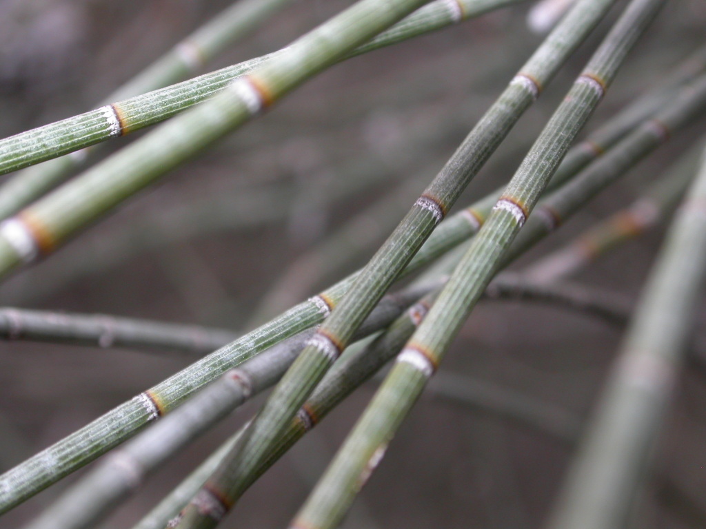 Casuarina obesa (hero image)