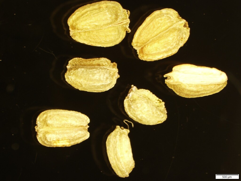 Astrotricha parvifolia subsp. 1 (hero image)