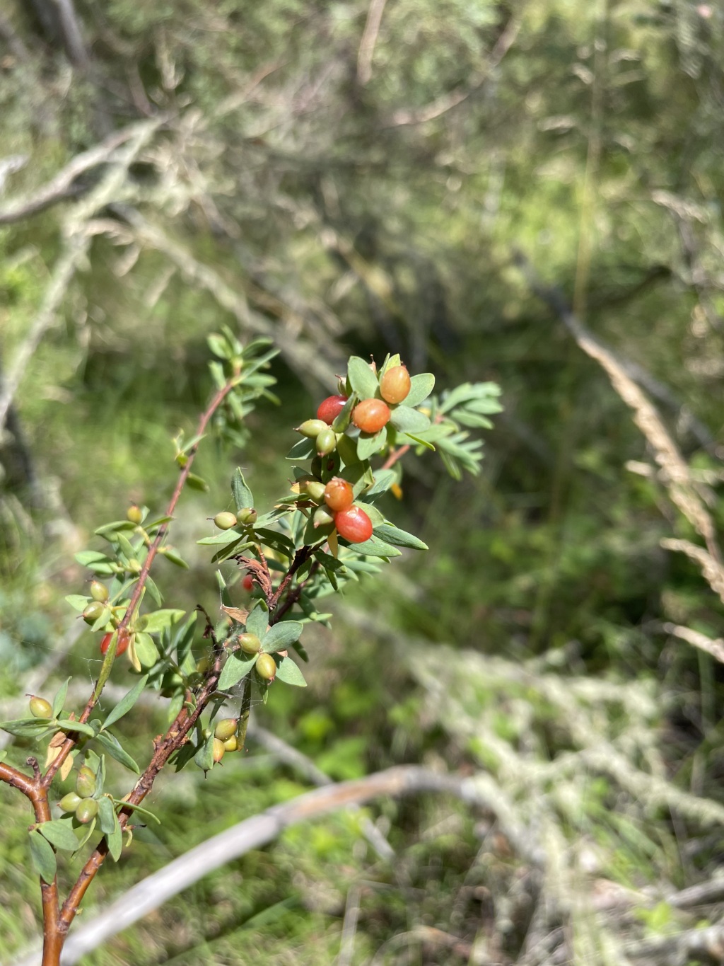 Pimelea pauciflora (hero image)