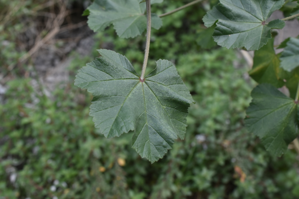 Malva pseudolavatera (hero image)