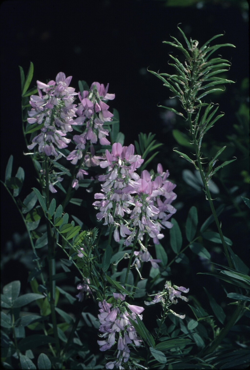 Galega officinalis (hero image)