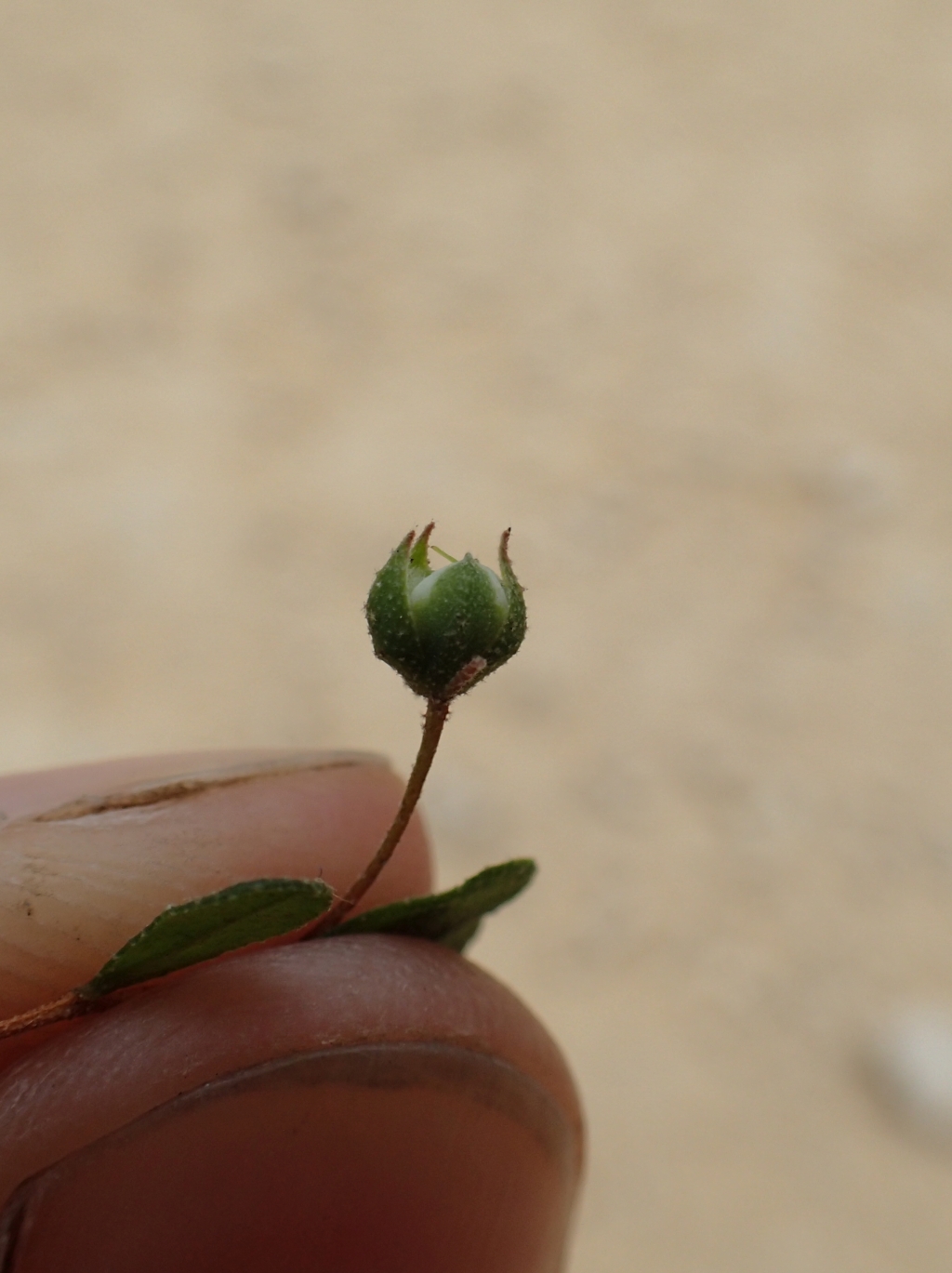 Hibbertia pallidiflora (hero image)