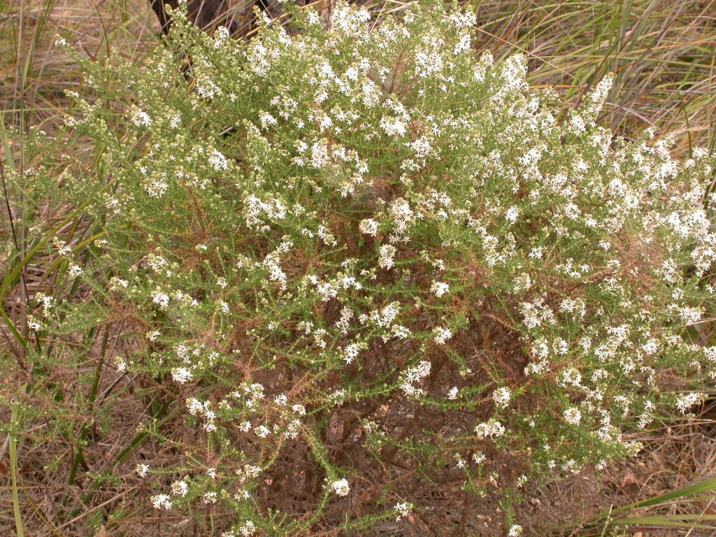 Olearia ramulosa var. ramulosa (hero image)