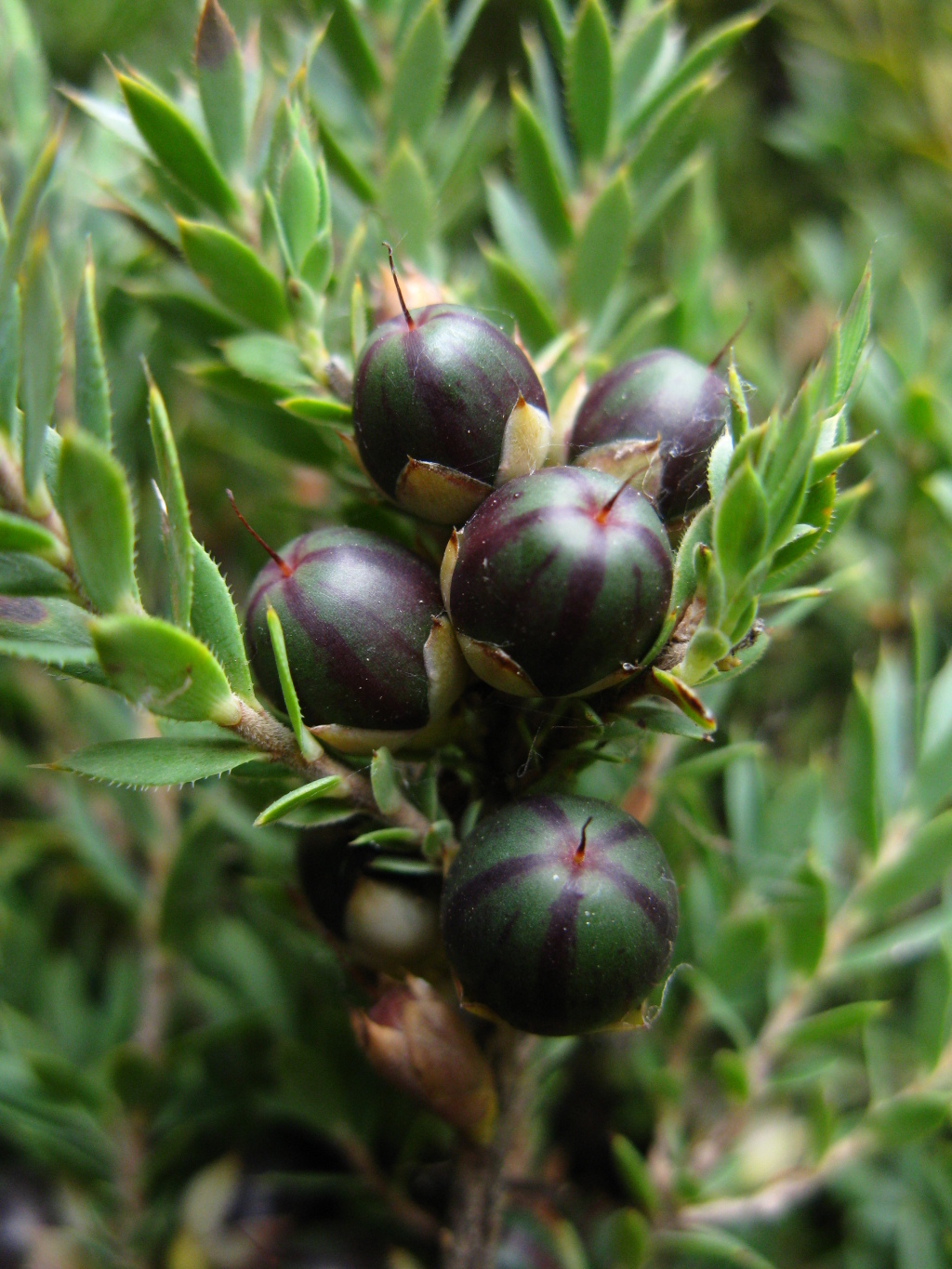 Styphelia humifusa (hero image)