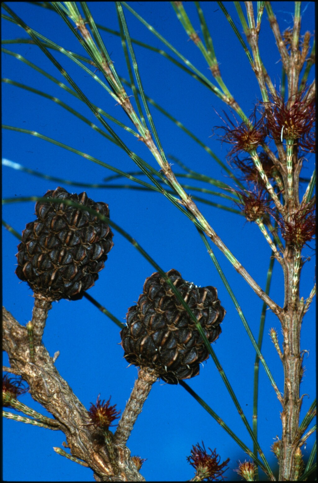 Allocasuarina littoralis (hero image)