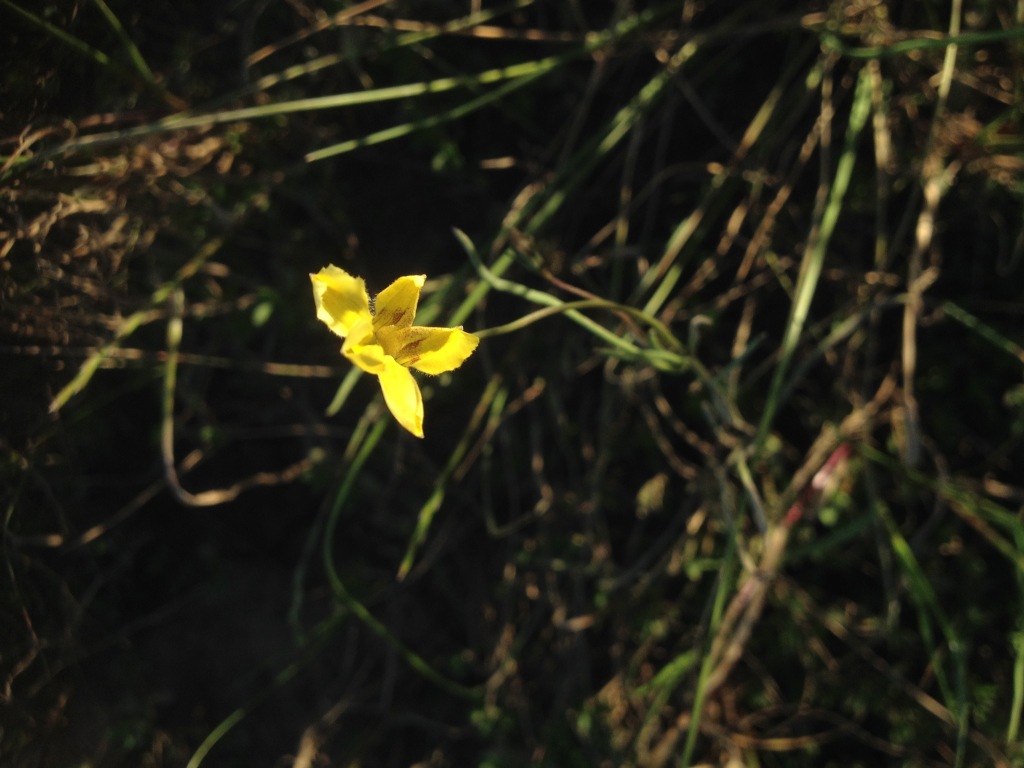 Goodenia gracilis (hero image)