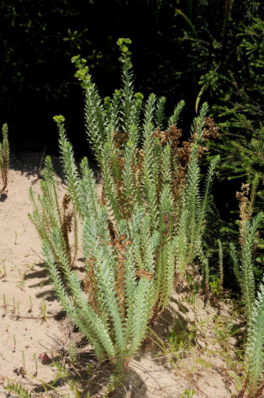 Euphorbia paralias (hero image)