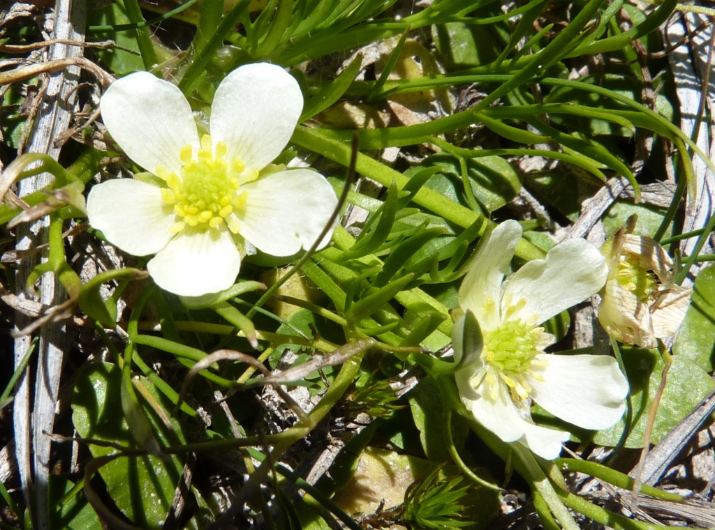 Ranunculus millanii (hero image)