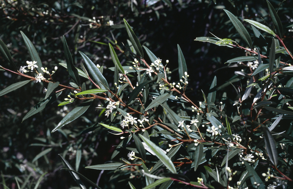 Nematolepis squamea subsp. squamea (hero image)