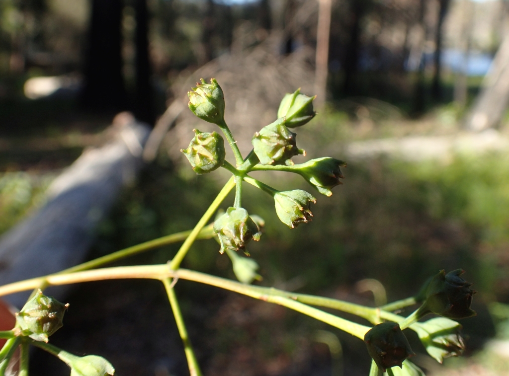 Angophora floribunda (hero image)