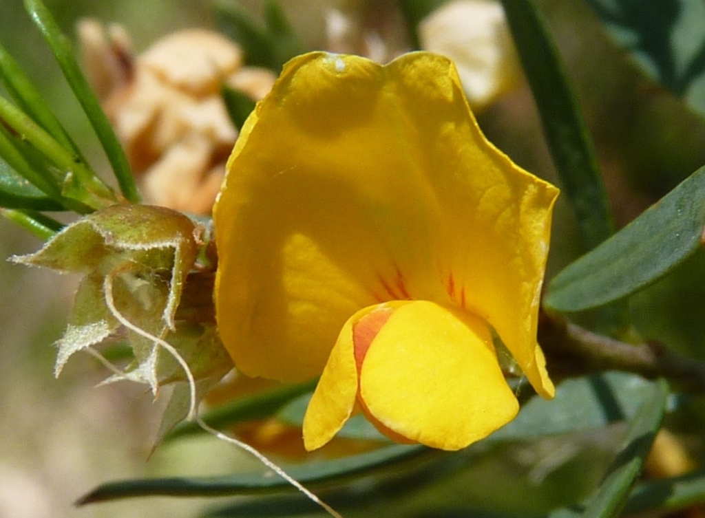 Pultenaea forsythiana (hero image)