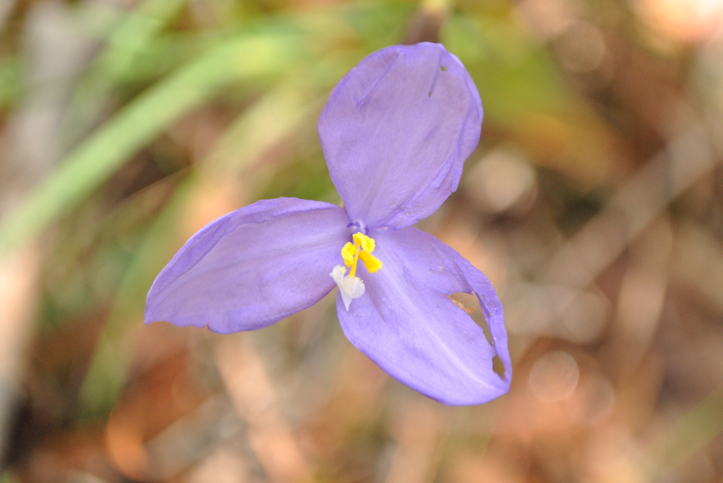 Patersonia glabrata (hero image)