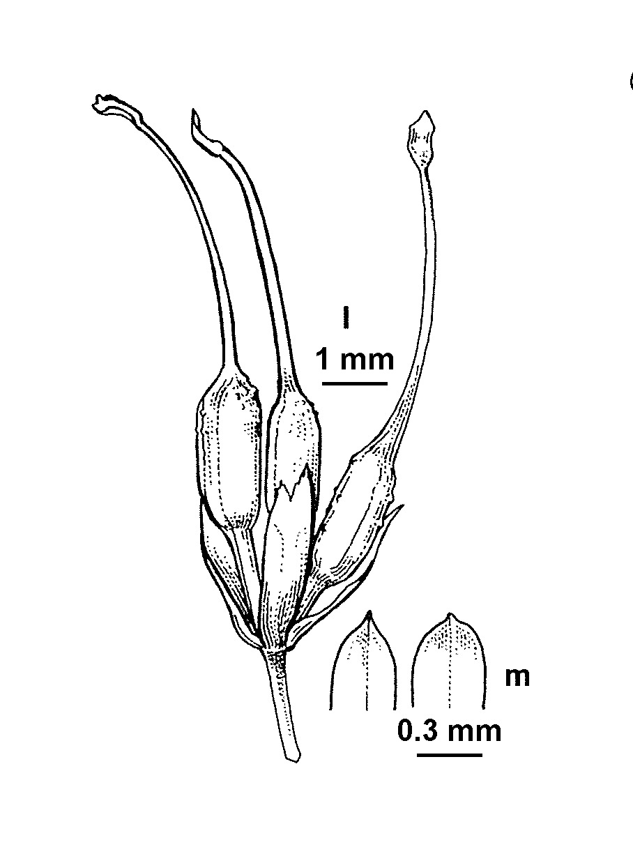 Althenia patentifolia (hero image)