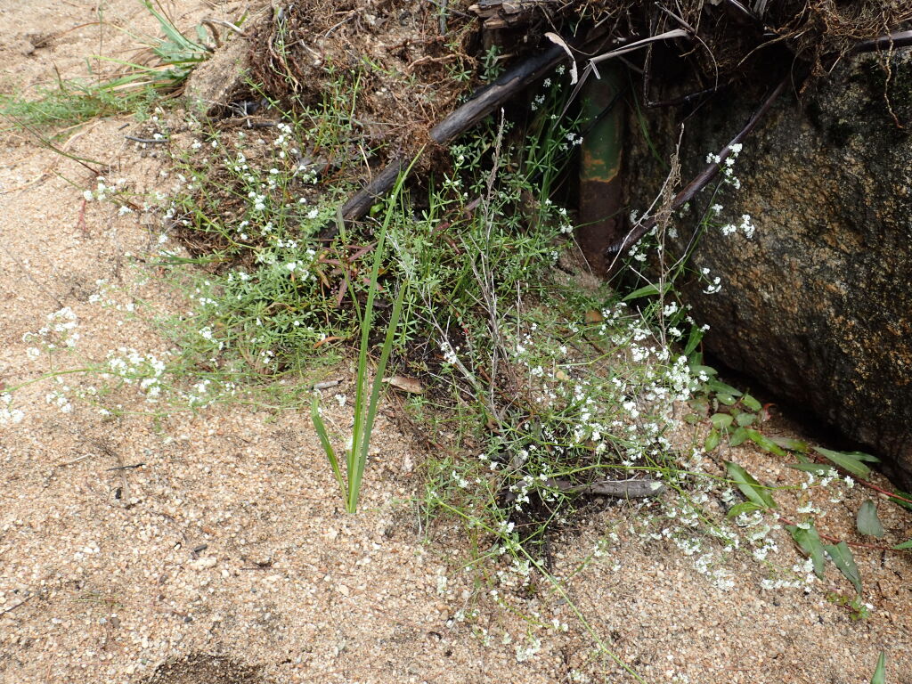 Galium palustre (hero image)
