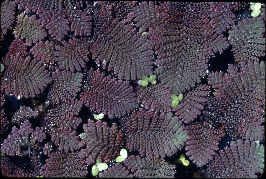 Salviniaceae (hero image)