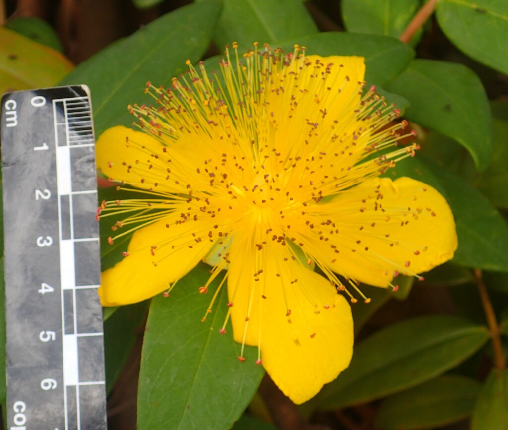 Hypericum calycinum (hero image)