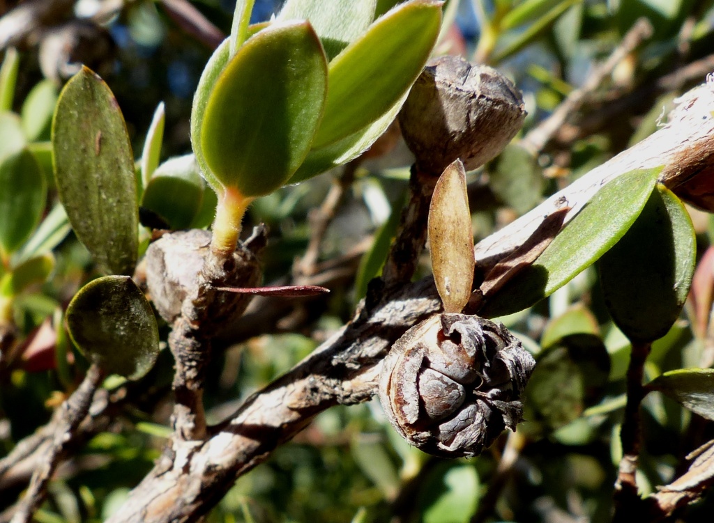 Leptospermum grandifolium (hero image)