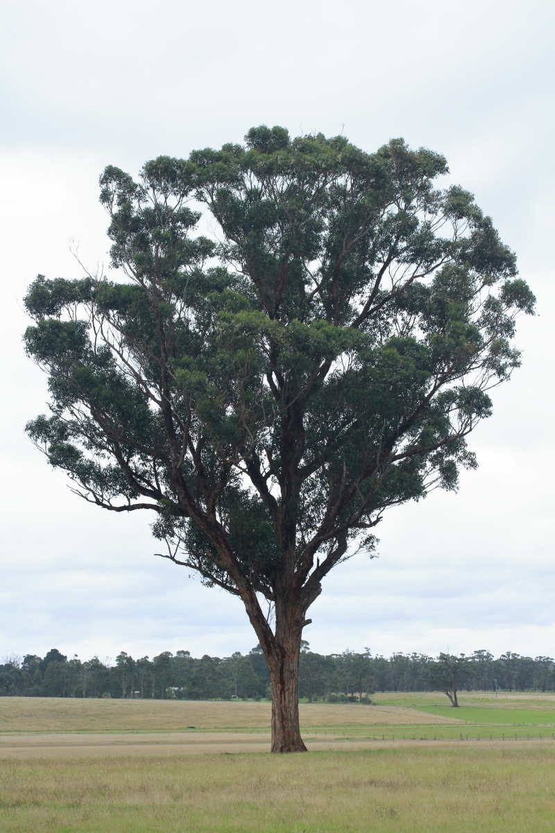 Eucalyptus botryoides (hero image)