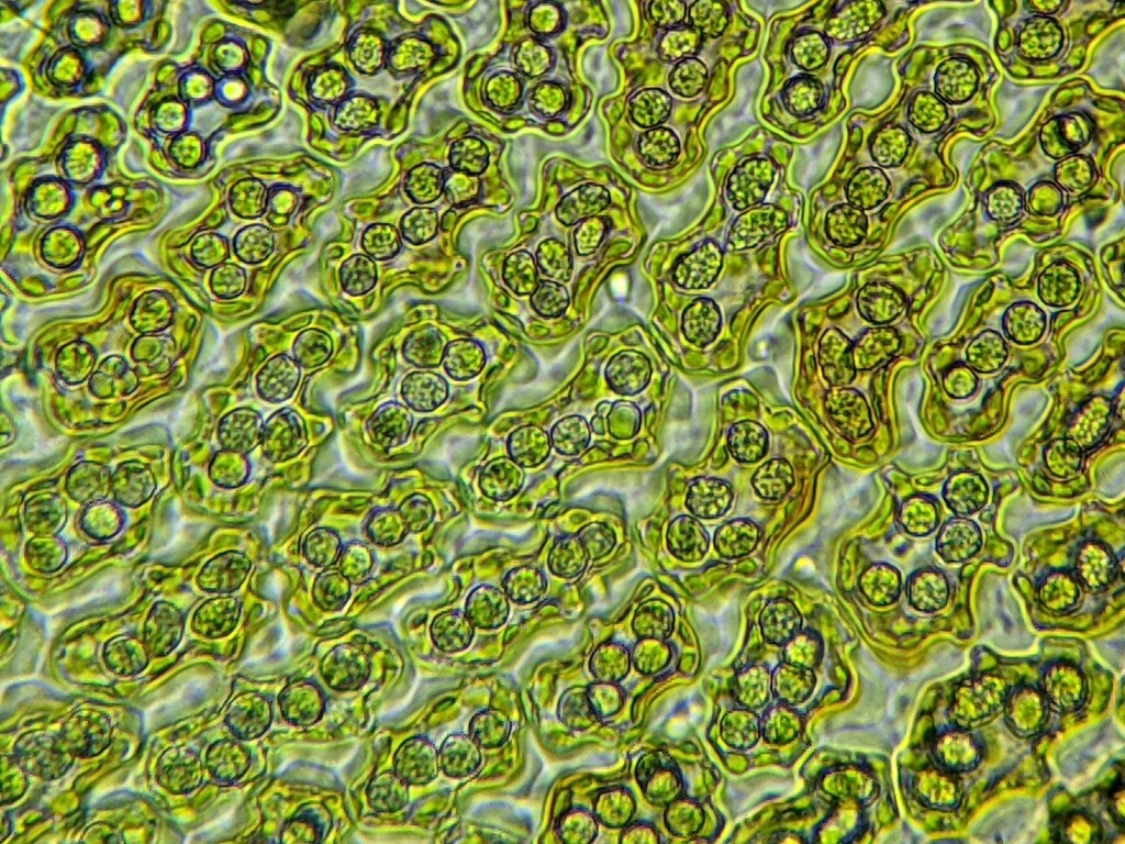 Frullania falciloba (hero image)