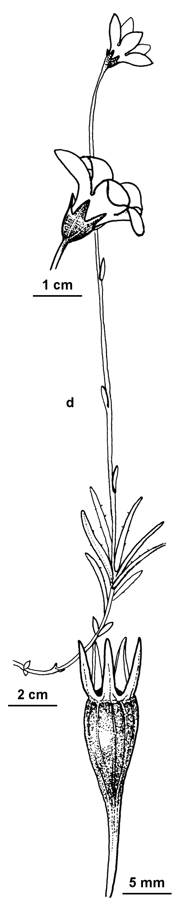 Wahlenbergia gymnoclada (hero image)