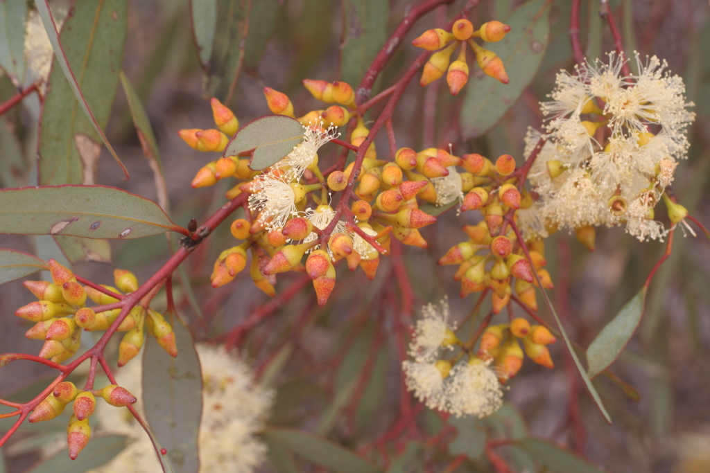 Eucalyptus socialis (hero image)