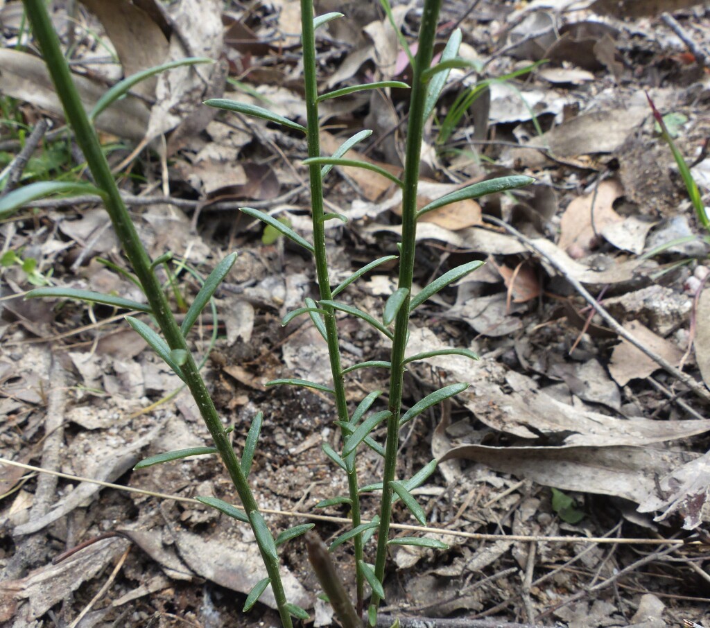 Stackhousia monogyna (hero image)