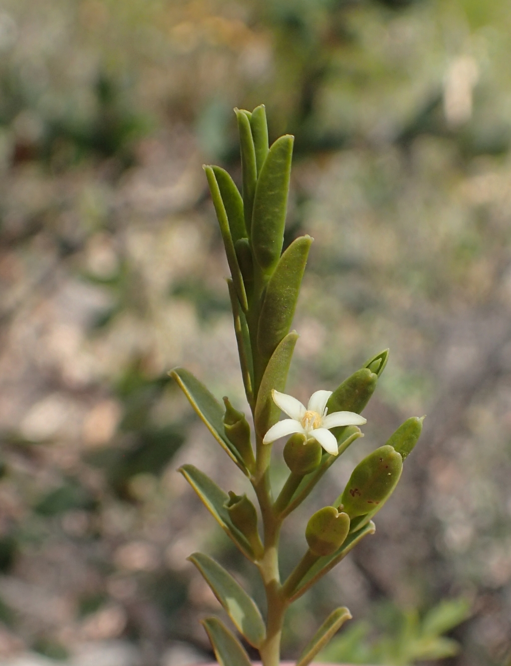 Olax stricta (hero image)