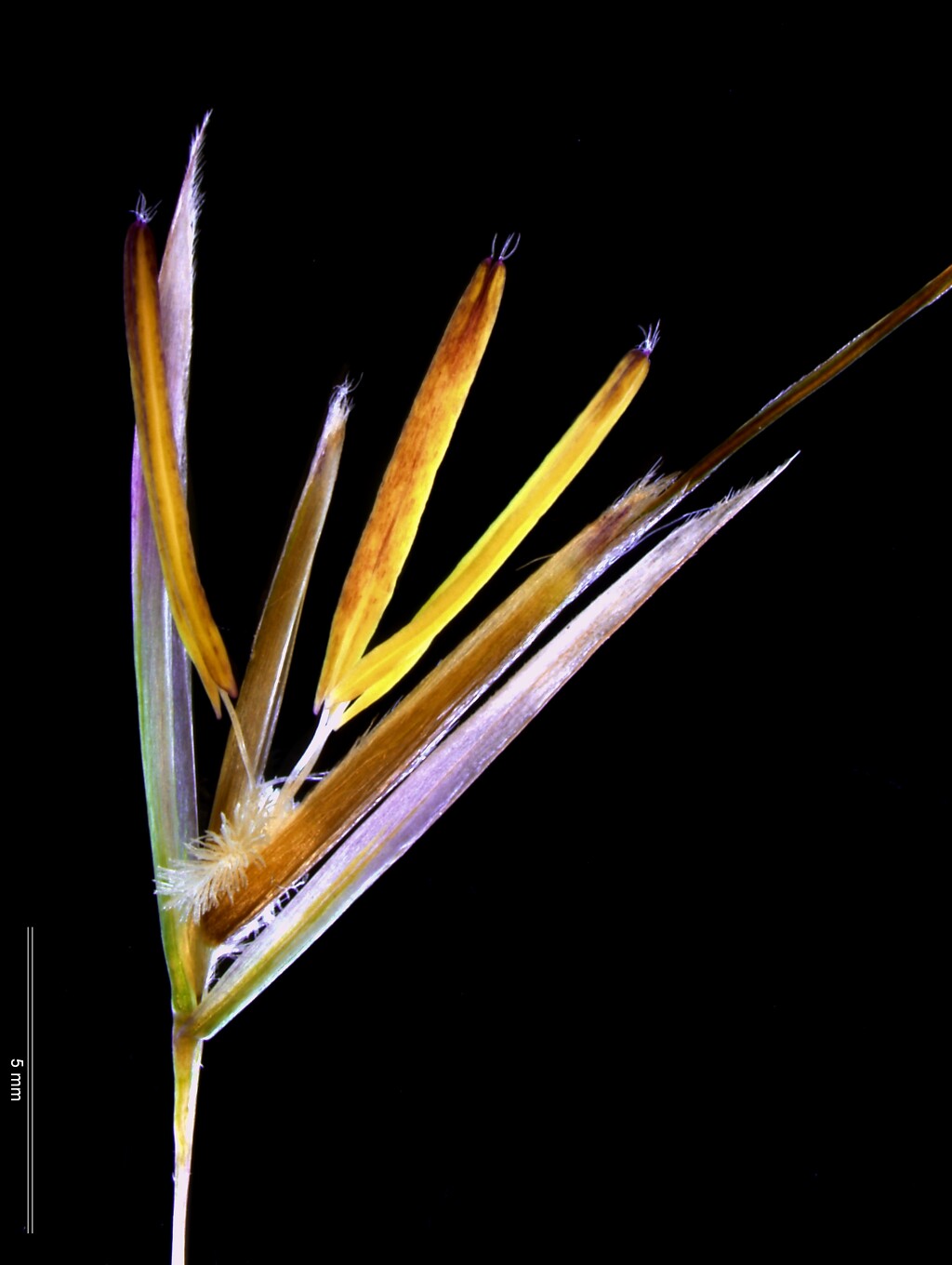 Austrostipa stipoides (hero image)