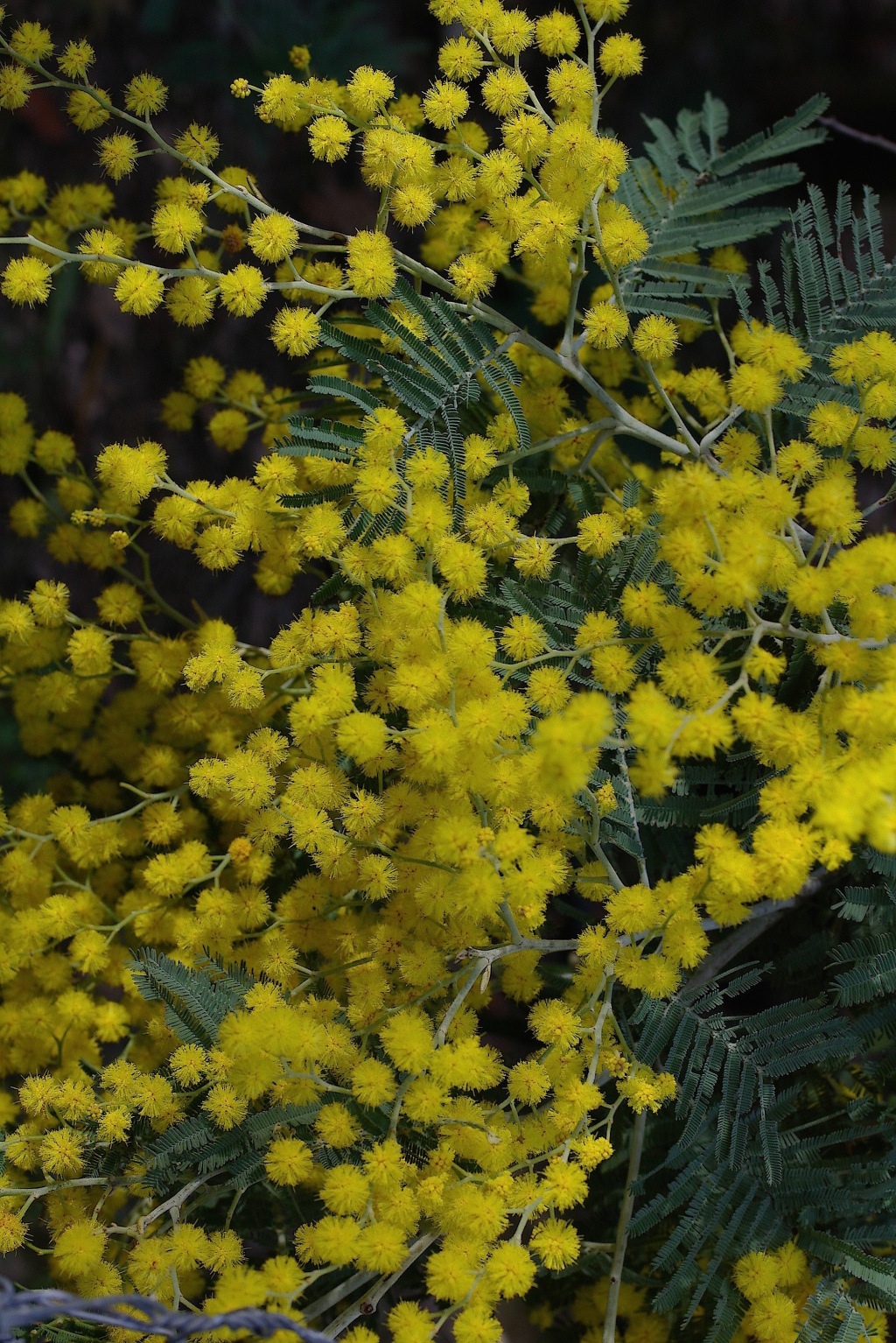 Acacia dealbata (hero image)