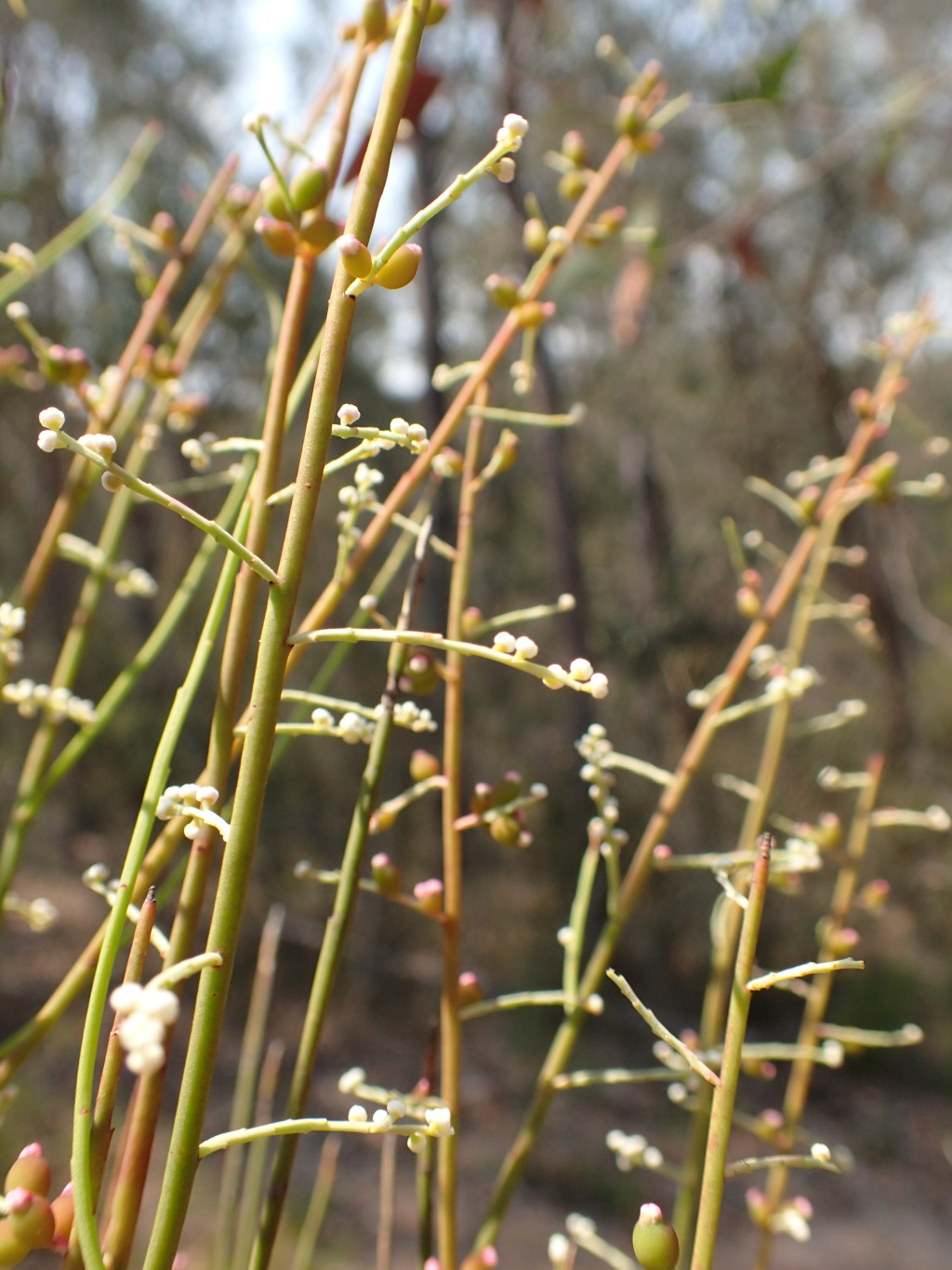 Leptomeria drupacea (hero image)
