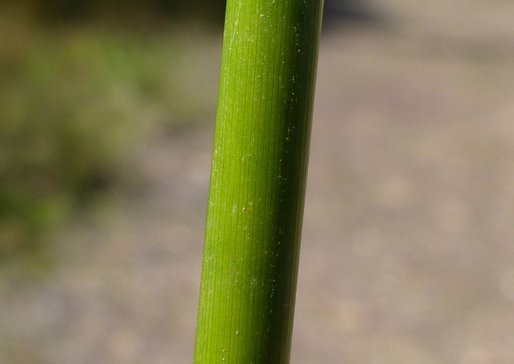 Juncus gregiflorus (hero image)