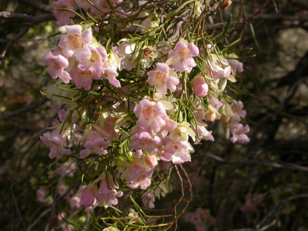 Eremophila sturtii (hero image)