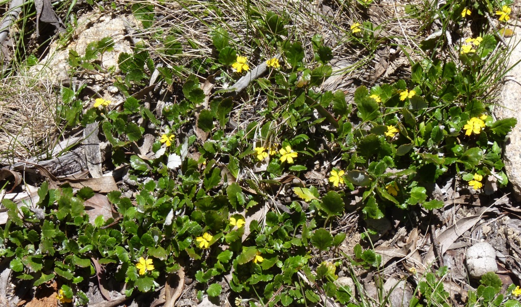 Goodenia hederacea subsp. alpestris (hero image)