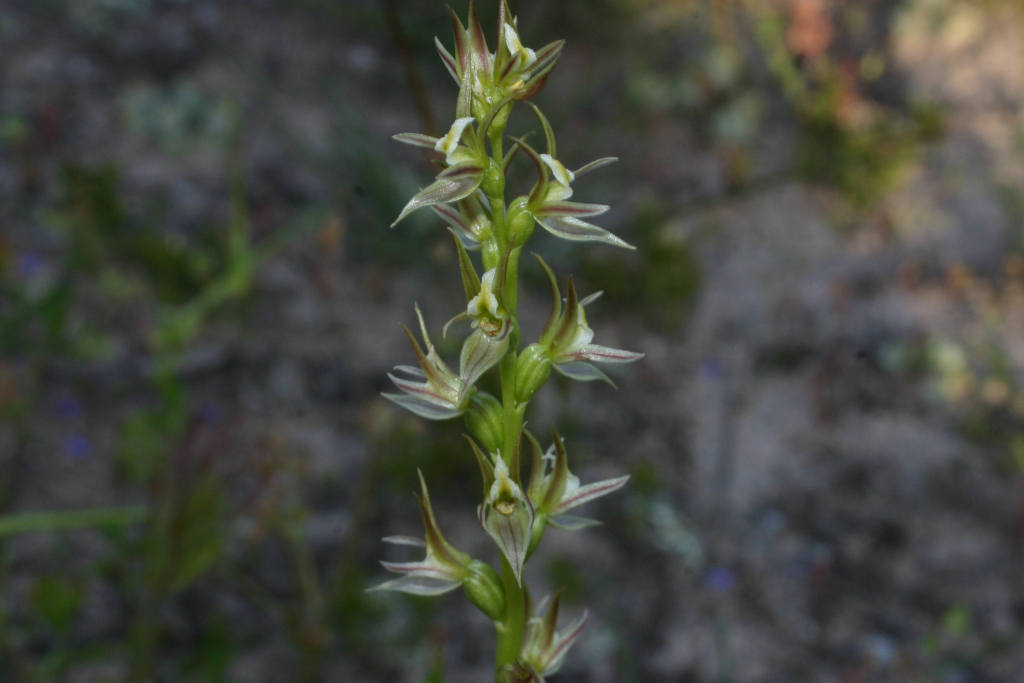 Prasophyllum occidentale (hero image)