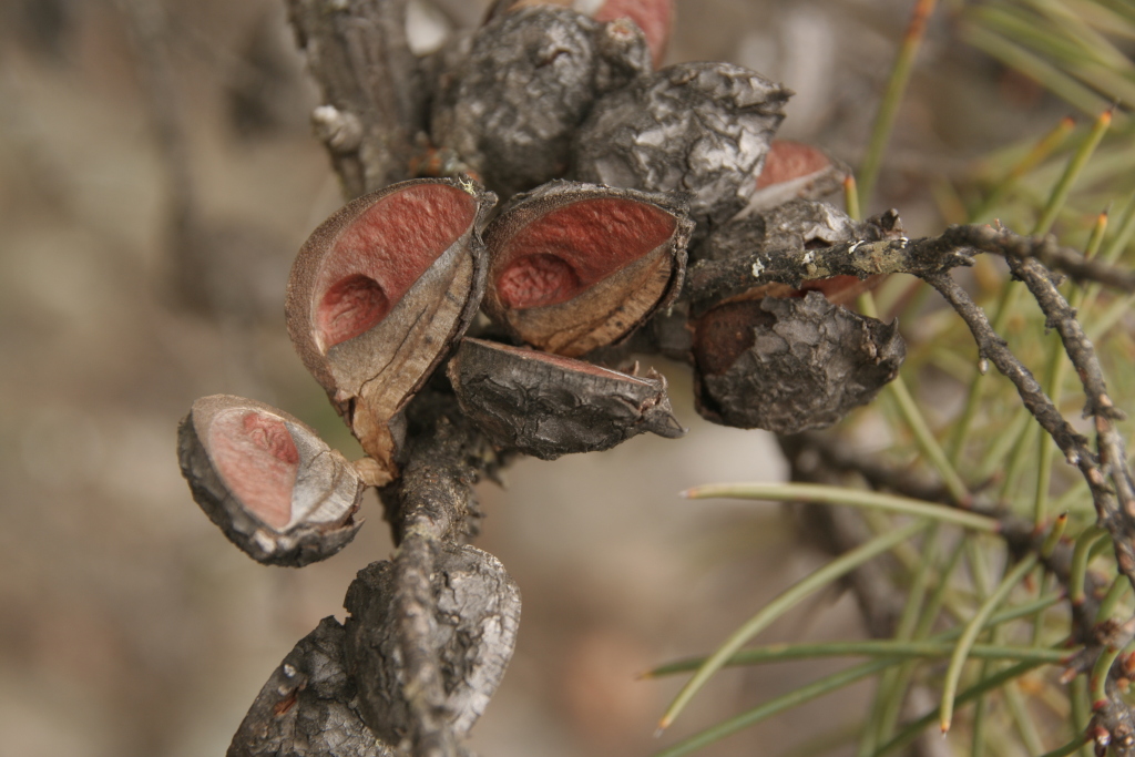 Hakea decurrens subsp. physocarpa (hero image)