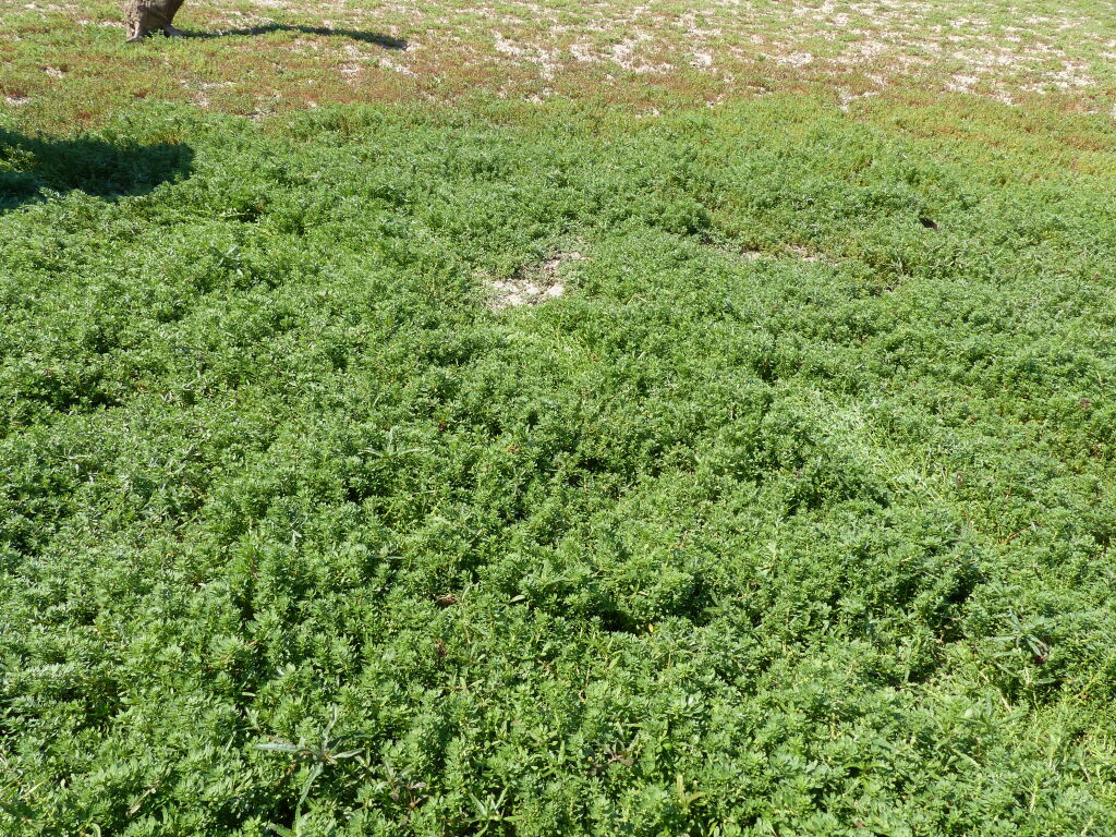 Dysphania glomulifera (hero image)