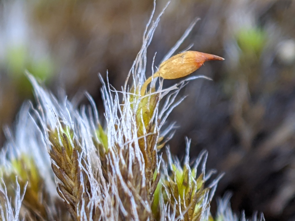 Grimmia (hero image)
