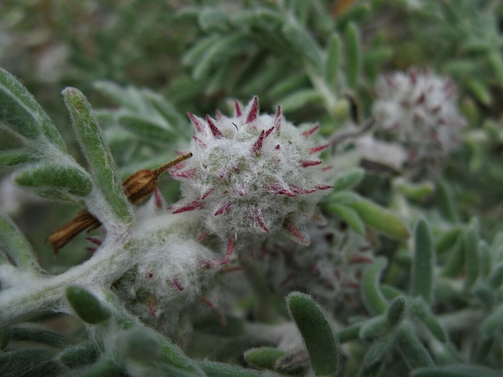 Dissocarpus paradoxus (hero image)