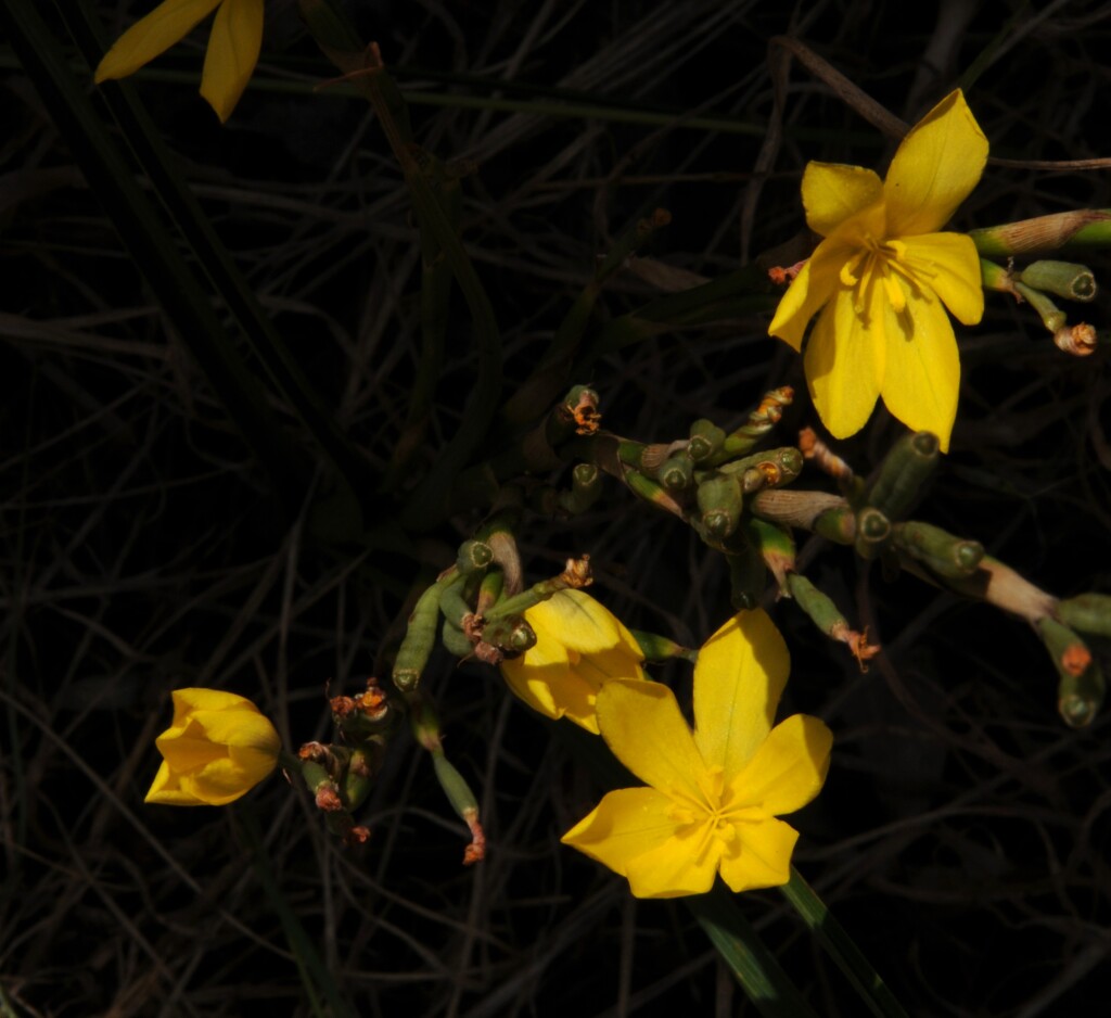 Moraea lewisiae (hero image)