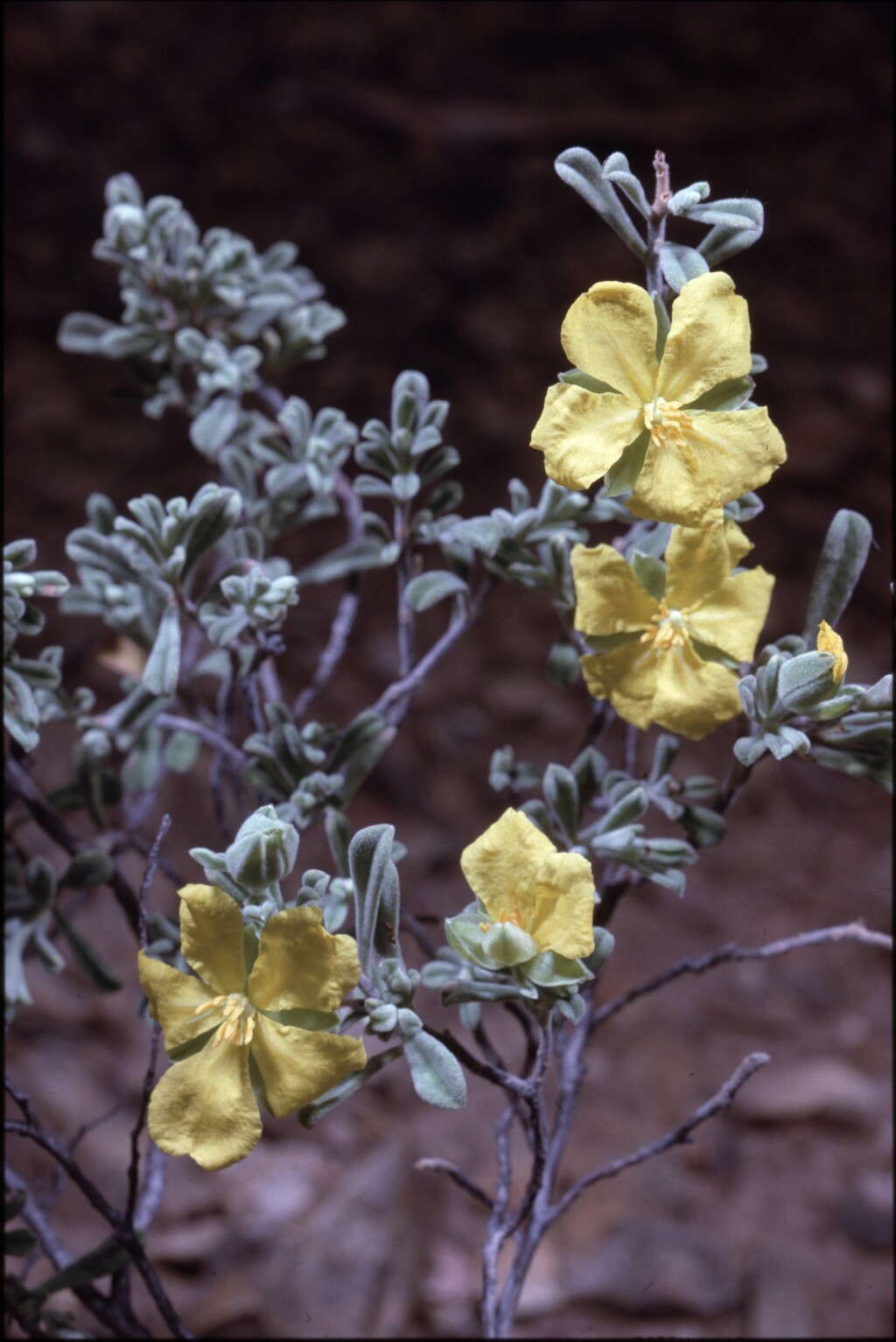 Hibbertia spathulata (hero image)