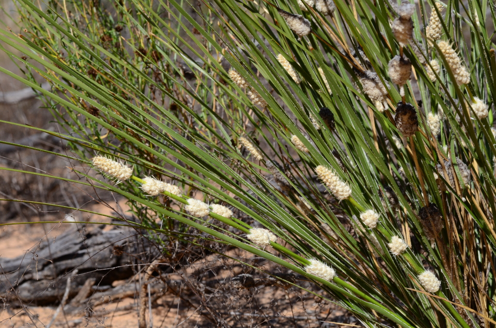 Asparagaceae (hero image)