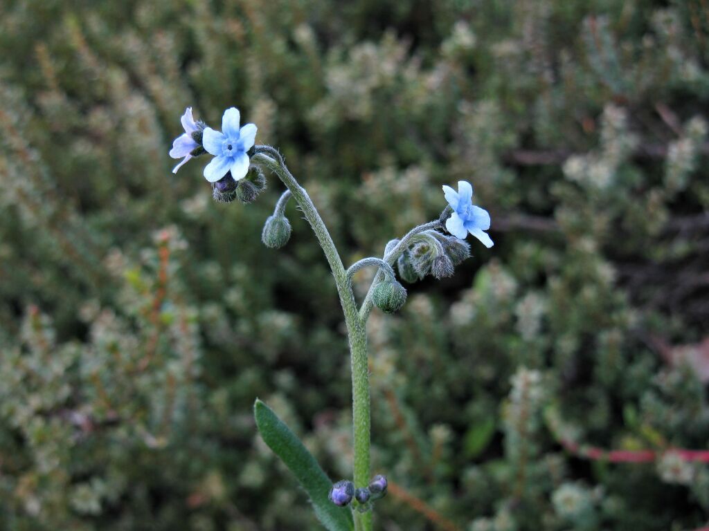 Cynoglossum (hero image)