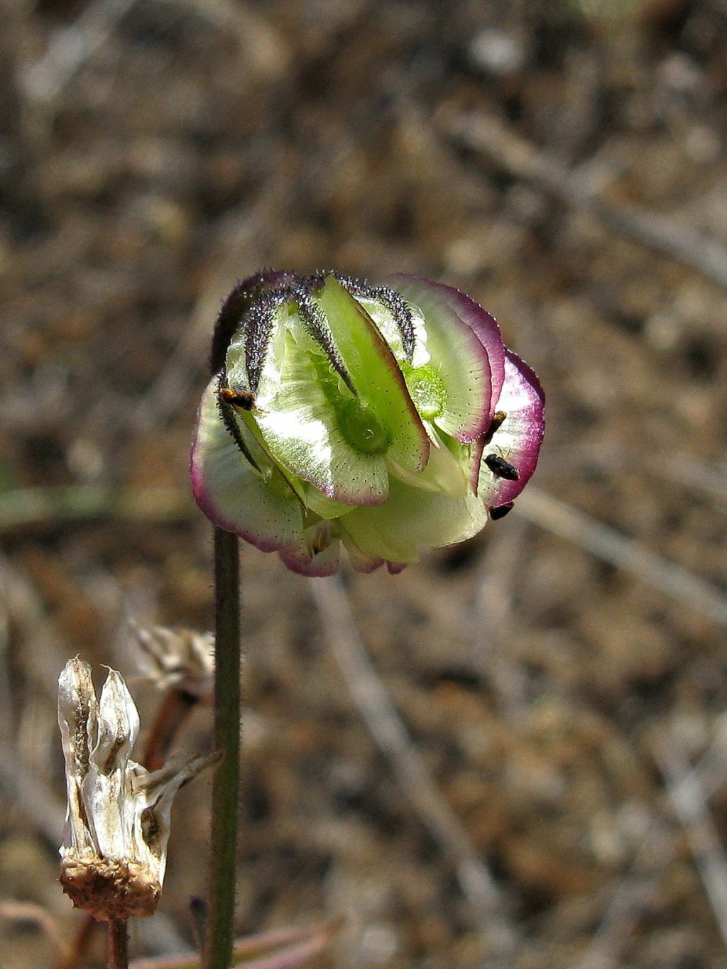 Monoculus (hero image)