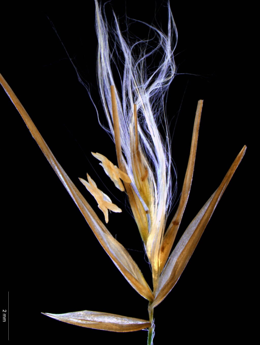 Phragmites (hero image)