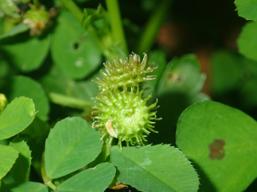 Medicago arabica (hero image)