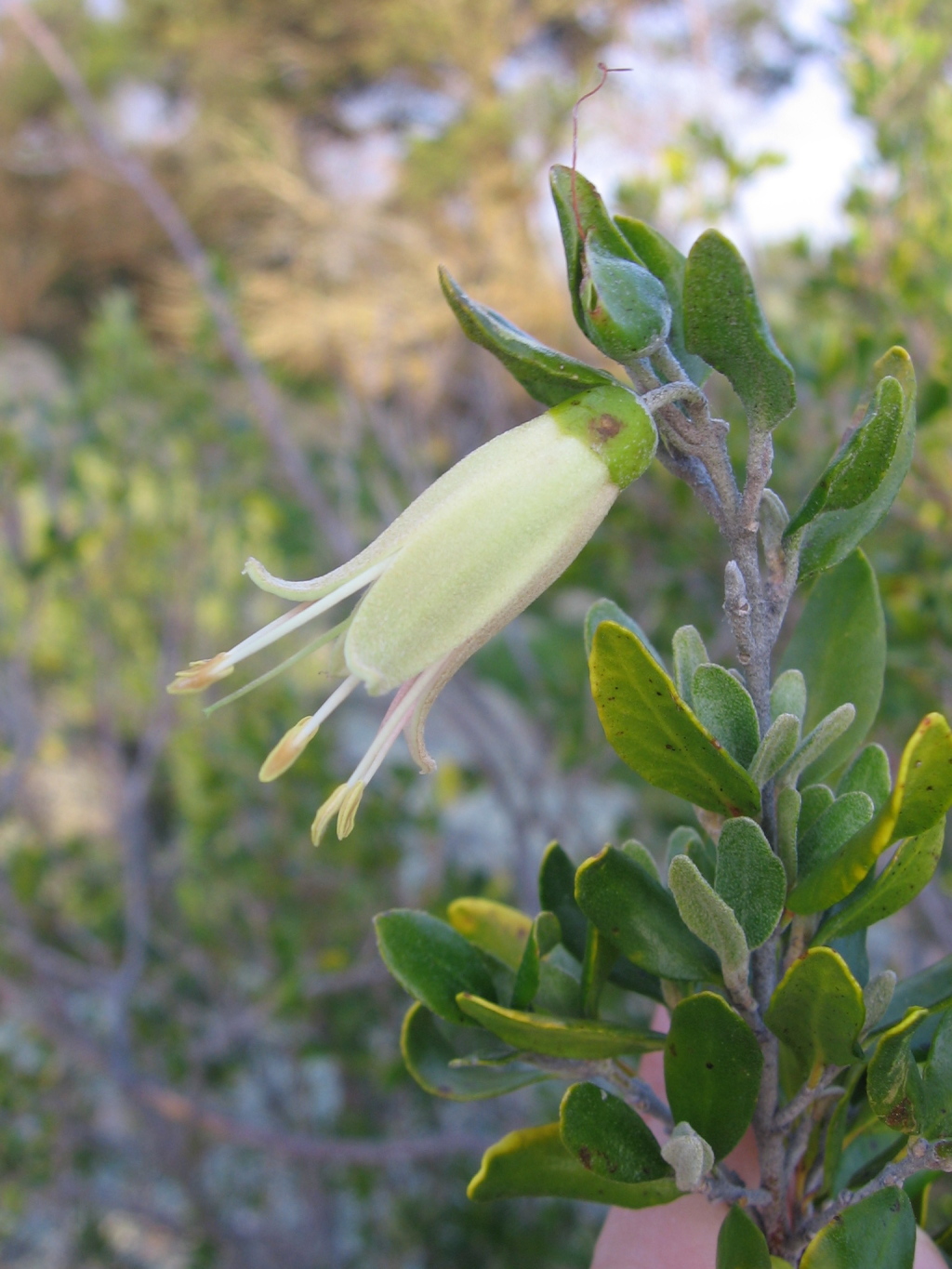 Correa glabra (hero image)