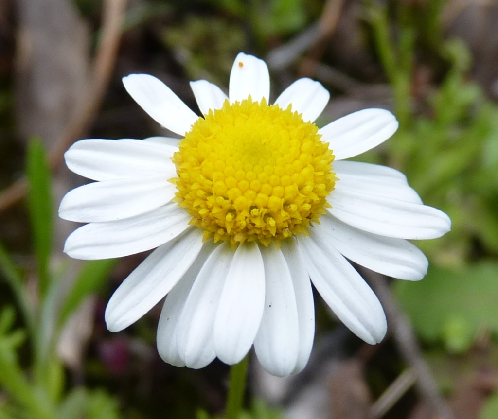 Brachyscome gracilis (hero image)