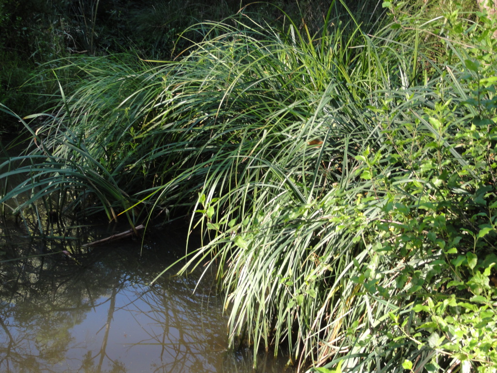 Carex riparia (hero image)